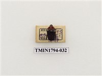 藏品(婆羅洲昆蟲)的圖片